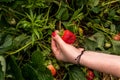 Woman picking fresh red strawberries on organic strawberry farm Royalty Free Stock Photo