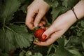 Woman picking fresh red strawberries on organic strawberry farm Royalty Free Stock Photo