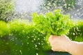 Woman picking fresh salad from her vegetable garden.Lettuce leaves under the raindrops