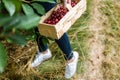 Woman picking fruits in garden, cherry orchard Royalty Free Stock Photo