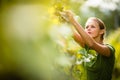 Woman picking grape Royalty Free Stock Photo