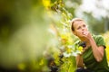 Woman picking grape during harvest Royalty Free Stock Photo