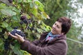 Woman picking grapes Royalty Free Stock Photo