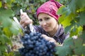 Woman picking grapes Royalty Free Stock Photo