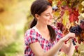Woman picking grapes Royalty Free Stock Photo