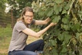 Woman picking grapes from a vine Royalty Free Stock Photo