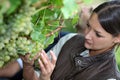 Woman picking grapes Royalty Free Stock Photo