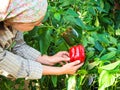 Woman picking green pepper in the hothouse. Farm woman gathering autumn harvest from green house plantation. Ripe home