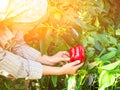 Woman picking green pepper in the hothouse. Farm woman gathering autumn harvest from green house plantation. Ripe home