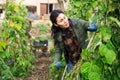 Woman picking haricot in vegetable garden