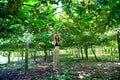 Woman picking kiwis from amazing orchard in New Zealand.