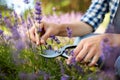 Woman with picking lavender flowers in garden