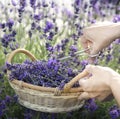 Woman picking lavender flowers at sunset