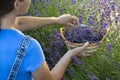 Woman picking lavender flowers at sunset