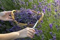 Woman picking lavender flowers at sunset