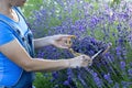 Woman picking lavender flowers at sunset