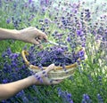 Woman picking lavender flowers at sunset Royalty Free Stock Photo