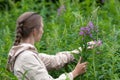 Woman picking leaves and flowers of willow-herb (Ivan-tea) Royalty Free Stock Photo