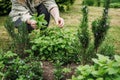 Woman picking lemon balm leaves from organic herb garden Royalty Free Stock Photo