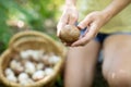 woman picking mushroom into wicker basket Royalty Free Stock Photo