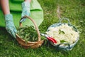 Woman picking nettles and elderflower in a basket