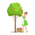 Woman Picking Organic Apples From A Tree , Contributing Into Environment Preservation By Using Eco-Friendly Ways