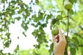 Woman picking pear from tree in , closeup Royalty Free Stock Photo