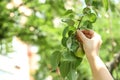 Woman picking pear from tree in , closeup