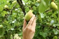 Woman picking pear from tree in orchard