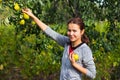 Woman picking pears in the garden Royalty Free Stock Photo