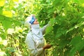 Woman picking peas in the garden