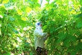 Woman picking peas in the garden