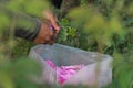 Woman picking pink roses Rosa damascena, Damask rose for perfumes and rose oil in garden during spring. Close up view