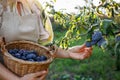 Woman picking plum into wicker basket in garden Royalty Free Stock Photo