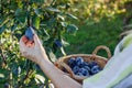 Woman picking plum into basket in garden Royalty Free Stock Photo