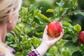 Hand picking ripe red apple from tree Royalty Free Stock Photo