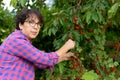 Woman picking red cherry from tree in summer garden Royalty Free Stock Photo