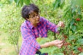 Woman picking red cherry from tree in summer garden Royalty Free Stock Photo