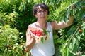 Woman picking red cherry from tree in summer garden Royalty Free Stock Photo