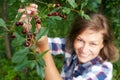 Woman picking red cherry from tree in summer garden. Royalty Free Stock Photo