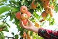 Woman picking ripe apple from tree, closeup Royalty Free Stock Photo