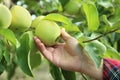 Woman picking ripe apple from tree outdoors Royalty Free Stock Photo