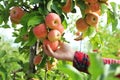 Woman picking ripe apple from tree outdoors Royalty Free Stock Photo