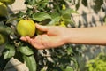 Woman picking ripe apples on sunny day, closeup Royalty Free Stock Photo