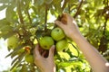 Woman picking ripe apples from tree outdoors, closeup Royalty Free Stock Photo