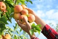 Woman picking ripe apples from tree, closeup Royalty Free Stock Photo