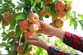 Woman picking ripe apples from tree outdoors Royalty Free Stock Photo