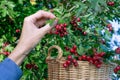 Woman picking ripe hawthorn into basket in garden, ripe hawthorn growing and hand picking it in green leaves background