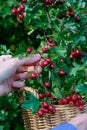 Woman picking ripe hawthorn into basket in garden, ripe hawthorn growing and hand picking it in green leaves background