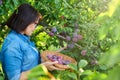Woman picking ripe plums from tree in basket Royalty Free Stock Photo